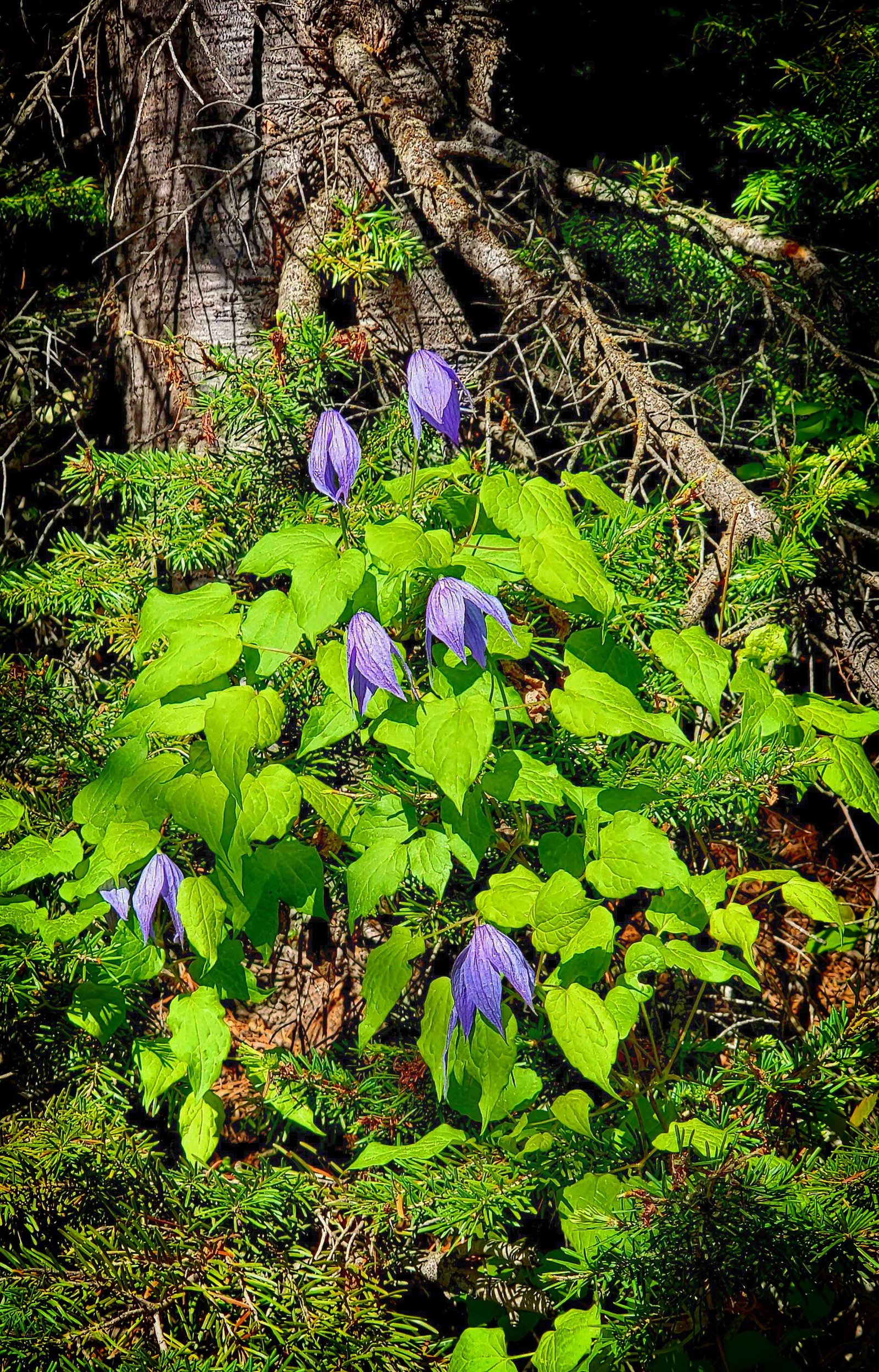 Purple Clematis